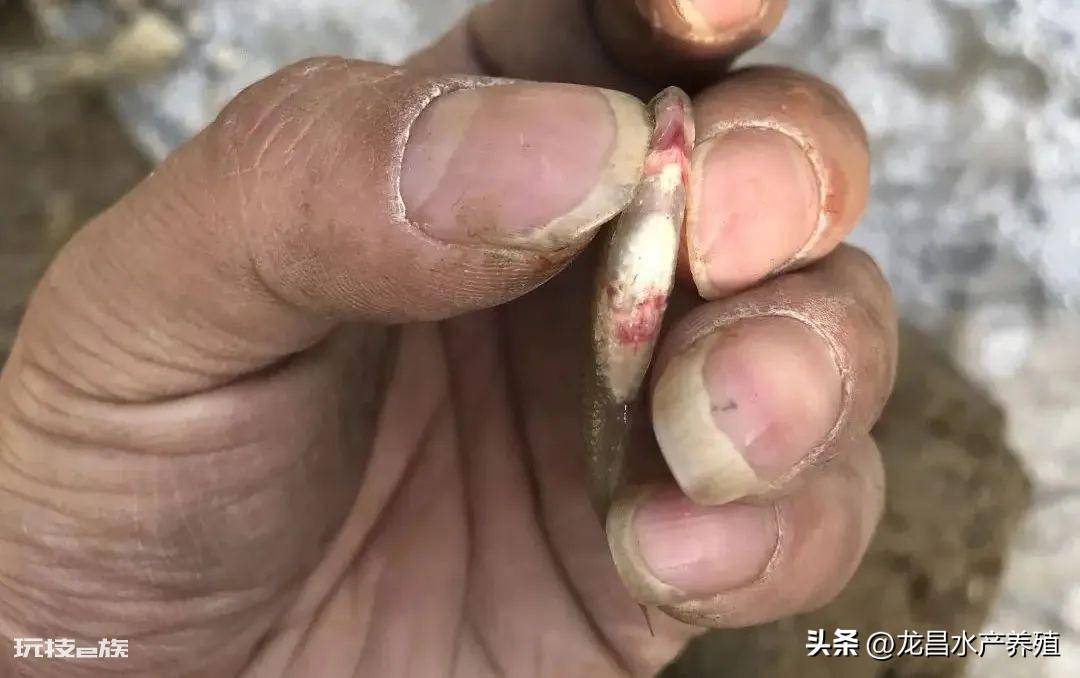 鱼塘断断续续有死鱼用什么药(鱼塘死鱼是什么原因造成的)-图片1